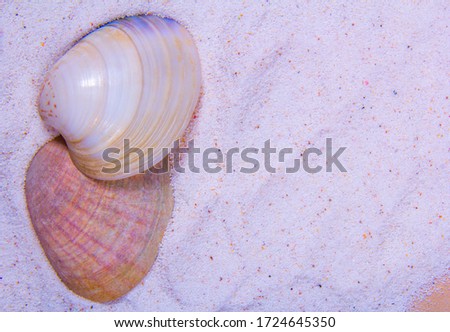 A picture of a few clam shells with different colors. White, orange and red seashells.