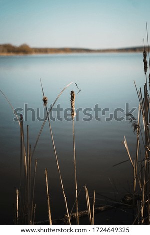 Spring lake with beautiful grass