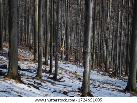 ski sign in the middle of beech forest.All picture are in vertical composition with almost abstract look.