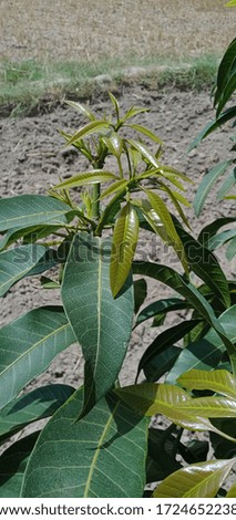 Mango tree new growth hd wallpapers