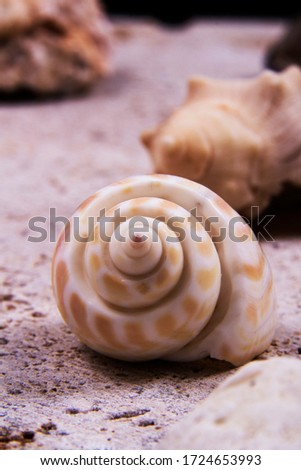 A picture of one single alphabet shell. Alphabet shells are one of seashell category.
