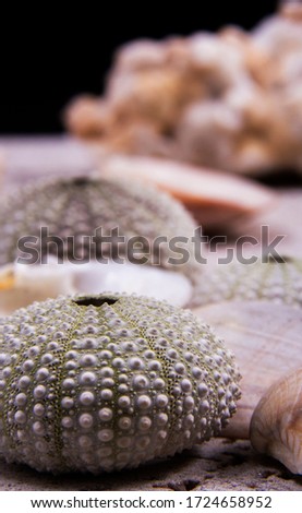 A picture of one unique and beautiful urchin shell and other shells on the back.