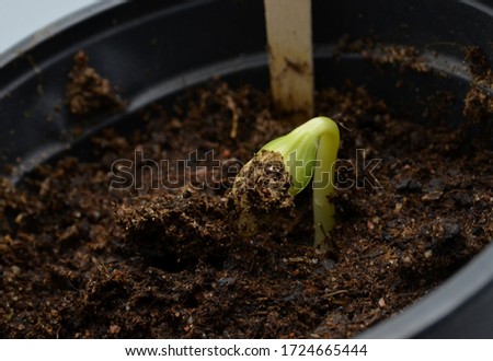 6 days old zucchini (Cucurbita pepo) seedling growing up from soil, selective focus. Little green zucchini sprout, seedling growing in a pot  Royalty-Free Stock Photo #1724665444