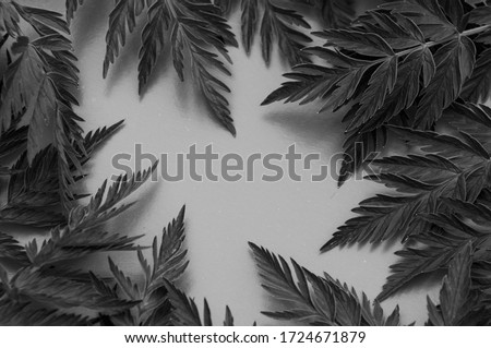 black and white spring background. frame of beautiful carved leaves on the white background