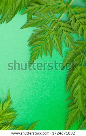  monochrome spring background. frame of beautiful carved leaves on the green  background