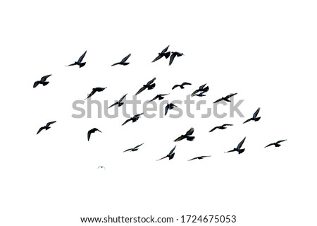 White flock of birds flying Royalty-Free Stock Photo #1724675053