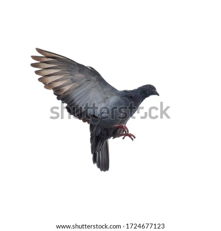 White background of pigeon flying pictures