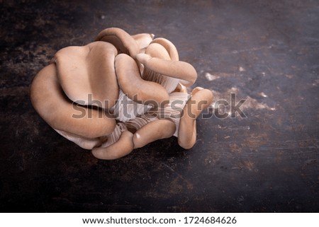 Raw oyster mushrooms. A clump of oyster mushrooms on a rustic background. Healthy flyer or folder design.