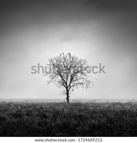 Black and white photograph of a lonely tree in the mist in the area of Volvi lake in Greece