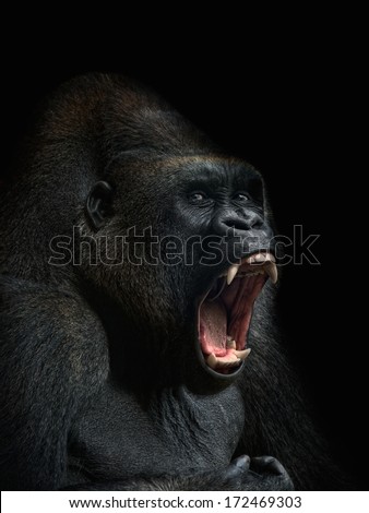 gorilla Royalty-Free Stock Photo #172469303