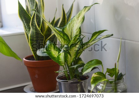 Growing plants at home during the lockdown Royalty-Free Stock Photo #1724697073