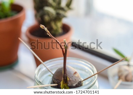 Avocado seed is showing growing progress after weeks  Royalty-Free Stock Photo #1724701141