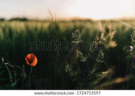 Apulian field of poppies and green wheat at sunset