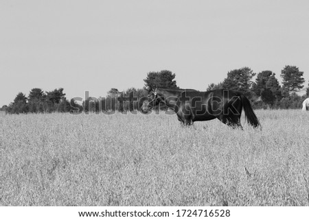 black horse in the field