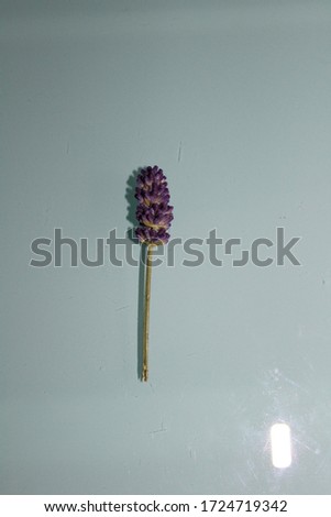 Picture of an isolated strand of a lavender flower on a plain, light blue/grey background