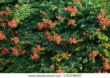 Shrub with red flowers. Climbing plant with red flowers. 