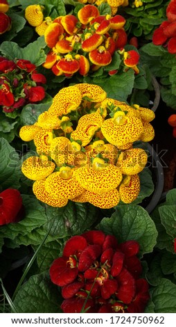 The colorful flower in Thailand. Which is well grown in tropical country.