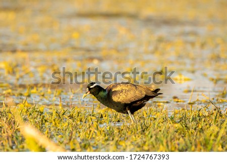 A bronze-winged jacana wading through the marshy area inside Keoladeo bird sanctuary during a visit on cold winter day