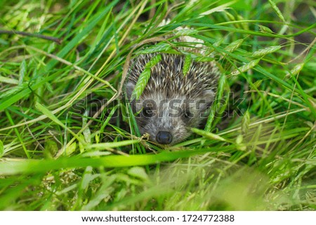 Baby hedgehog is hiding in the grass.