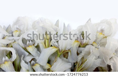 irises on a white background. Frame of fresh blue and white flowers isolated on a background with place for text. White petals on a colored Spring background. View from above.