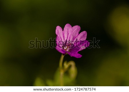 
macro photo of purple flower in nature in prague in spring in czech republic. Blooming purple plant and blurred background. Nice colors