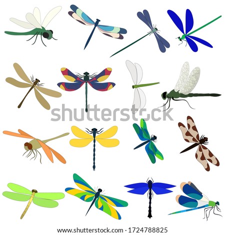 vector, white background, dragonfly, insect, set Royalty-Free Stock Photo #1724788825