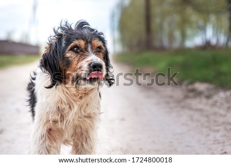 A stray dog lives on the street. The dog walks where he wants. The dog is hungry. She lives on the street. It's in the middle of the road. The dog has no owner. Royalty-Free Stock Photo #1724800018