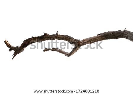 dead tree branch isolated on white background Royalty-Free Stock Photo #1724801218