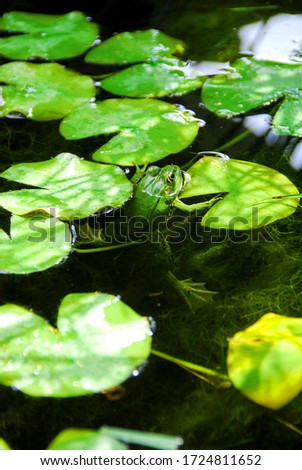 green frog on a water lily in a garden pond