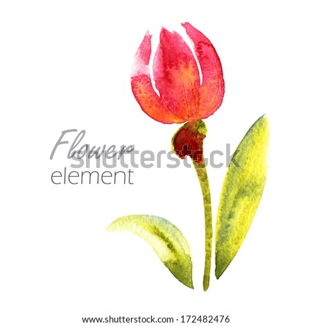 watercolor tulip flower