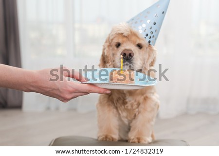 Dog food with candle for pet birthday