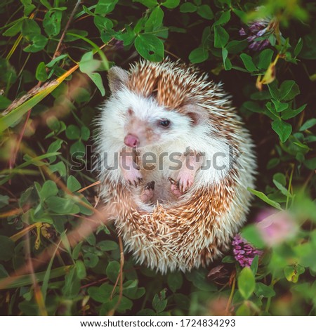 a hedgehog curling up in a ball in summer grass close up