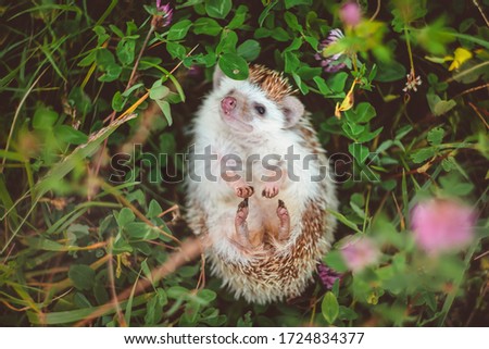 a cute hedgehog lying in summer green field on its back