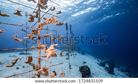 Seascape in turquoise water of coral reef in Caribbean Sea / Curacao with coral nursery of Elkhorn Coral