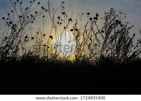 Dark silhouettes of tall grass and wild flowers in the sun