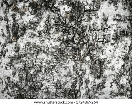 The surface of an old tree Tree bark The wood surfaces are interlaced in black and white and gray in harmony with natural patterns.