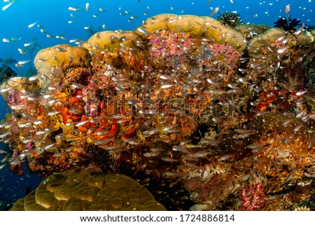 school of largespined glassfish on a reef