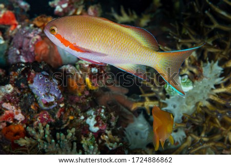 threadfin anthias fish on coral