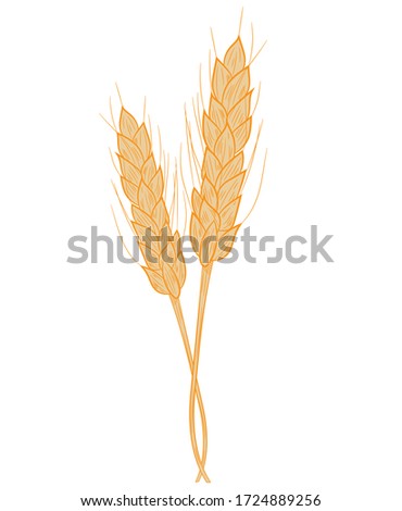 Two realistic spikelets of wheat icon in isolate on a white background. Vector illustration.
