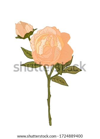 Beautiful illustration of a flower on the isolated white background. Clip art summer nature graphic.