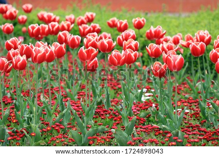 Field with colorful tulips in a park. Floral pattern.