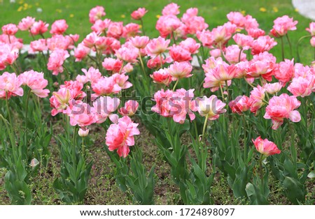 Field with colorful tulips in a park. Floral background and tulips pattern.