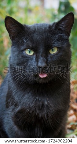 On the street during the day, a black cat shows his tongue.