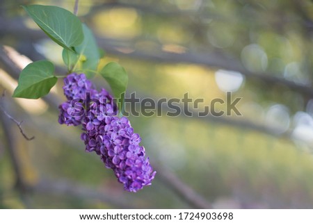 Floral spring natural landscape with wild pink lilac flowers on meadow, background, Dreamy gentle air artistic image.