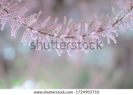 Floral spring natural landscape with wild pink lilac flowers on meadow, background, Dreamy gentle air artistic image.