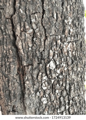 Picture of tree bark cracks