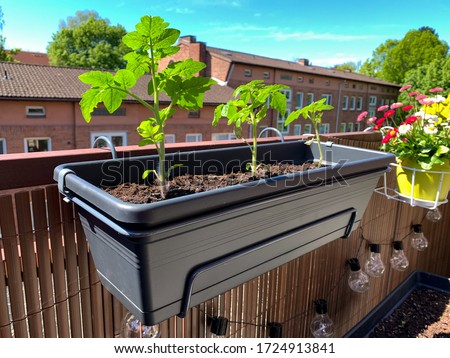Young balcony cherry tomatoes plants growing in a long plastic flower pot hanging on a balcony fence, growing tomatoes in the balcony garden Royalty-Free Stock Photo #1724913841