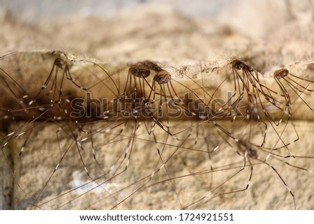 A group of Daddy Longlegs (Opiliones sp.) or "Harvestmen" nestled under a stone ledge in a park. Amongst the group, the specimen at center is in focus while the others are out of focus.   Royalty-Free Stock Photo #1724921551