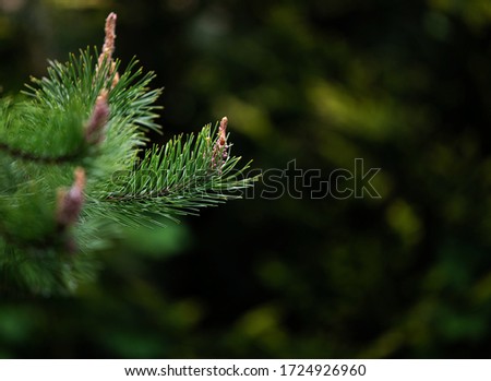 Closeup of pine tree in the forest.