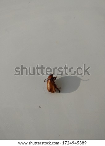 Melolonthinae is a subfamily of the scarab beetles. Animalia, Insect, coleoptera Anthropoda, scarabaeidae.